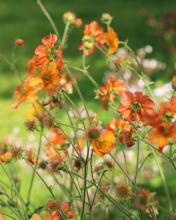 geum