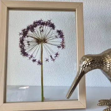 Allium 3