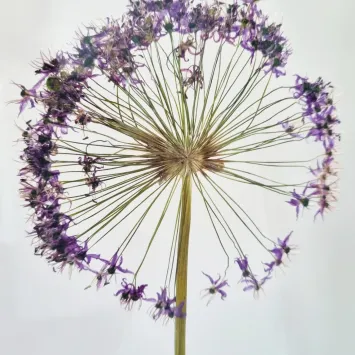 allium 2