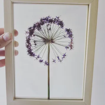 allium