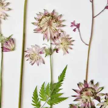 astrantia2