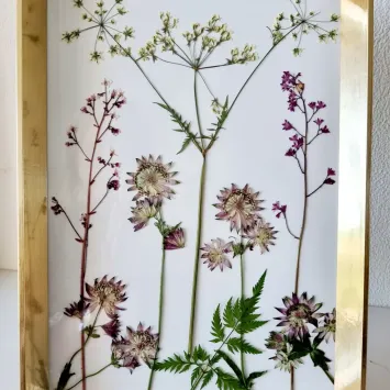 astrantia