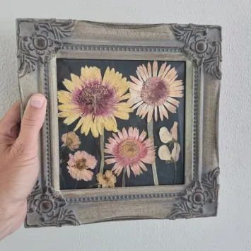 Gerbera1