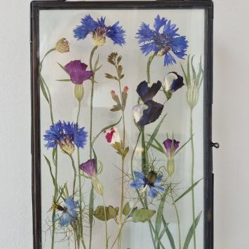 Korenbloem