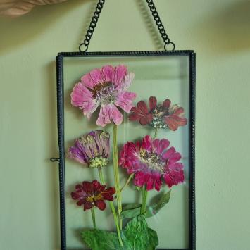 zinnias