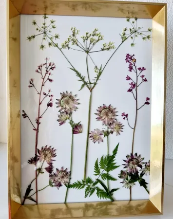 astrantia