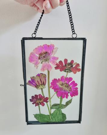 Zinnias